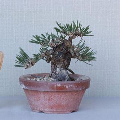 【一点物 匠の盆栽】 黒松 瑞宝 No.71