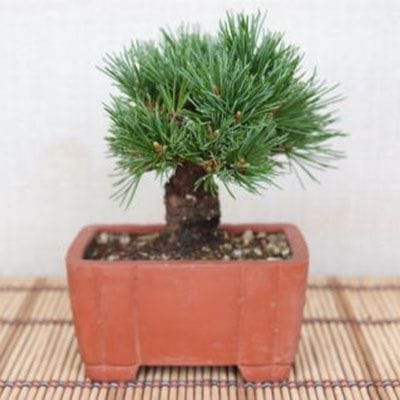 一点物 匠の盆栽】 五葉松 明星 No.104｜盆栽妙 – 盆栽妙 本店