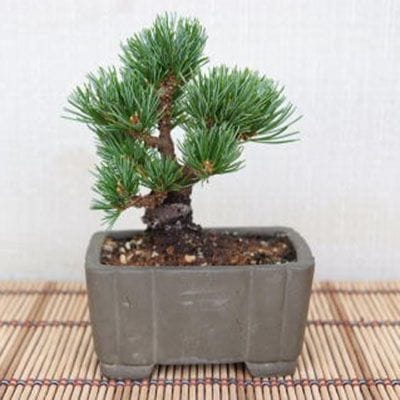 【一点物 匠の盆栽】 五葉松 明星 No.105