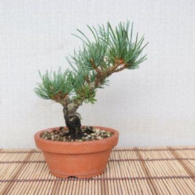 【一点物 匠の盆栽】 錦五葉松 No.106