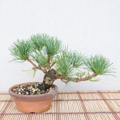 【一点物 匠の盆栽】 錦五葉松 No.107