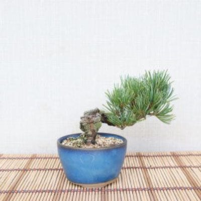 【一点物 匠の盆栽】 五葉松 銀八房 No.108