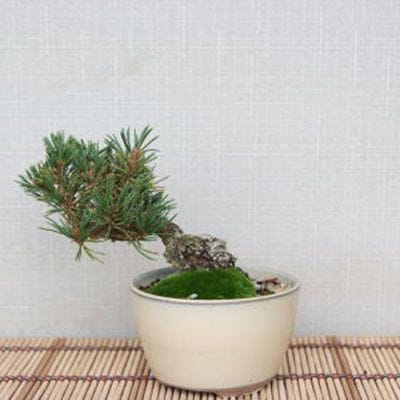 【一点物 匠の盆栽】 五葉松 九重 No.109