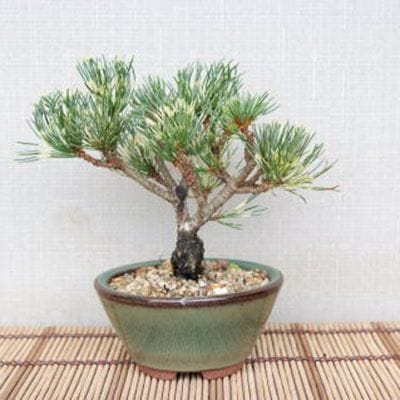 【一点物 匠の盆栽】 蛇の目五葉松 No.110