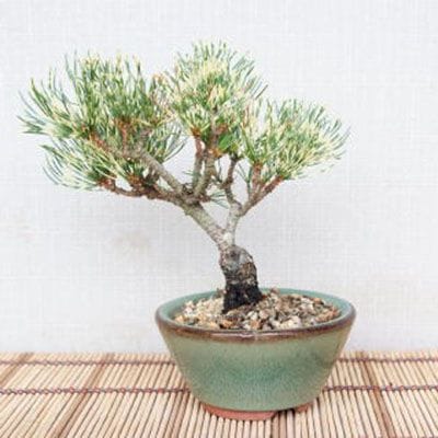 【一点物 匠の盆栽】 蛇の目五葉松 No.111
