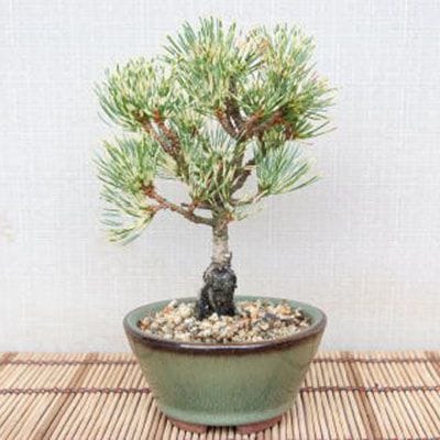 【一点物 匠の盆栽】 蛇の目五葉松 No.112