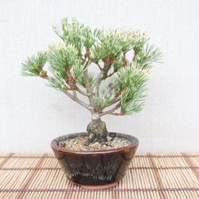 【一点物 匠の盆栽】 蛇の目五葉松 No.113