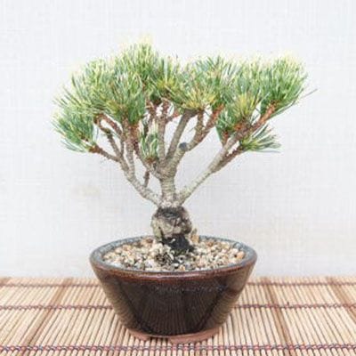 【一点物 匠の盆栽】 蛇の目五葉松 No.114