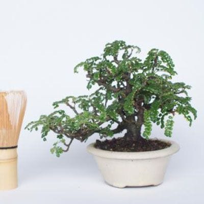 【一点物 匠の盆栽】 磯山椒 No.116