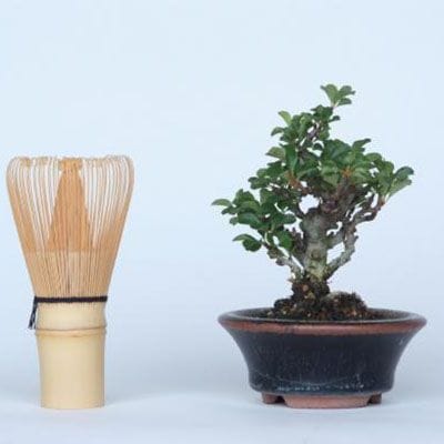 【一点物 匠の盆栽】 長寿梅 No.125