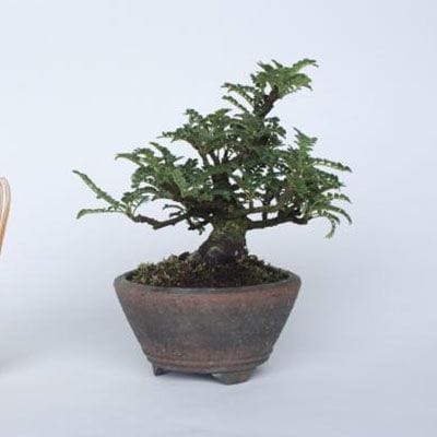 New☆山椒(サンショウ)のミニ盆栽(SA1) アートフラワー kotora