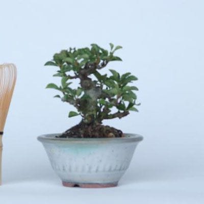 【一点物 匠の盆栽】 長寿梅 No.127