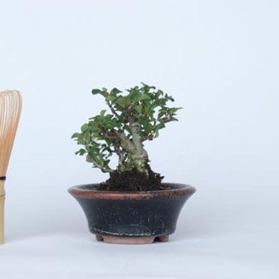 【一点物 匠の盆栽】 長寿梅 No.128