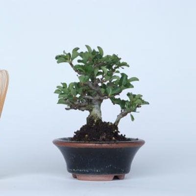 【一点物 匠の盆栽】 長寿梅 No.130