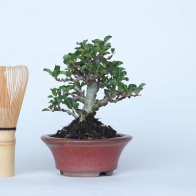 【一点物 匠の盆栽】 長寿梅 No.131