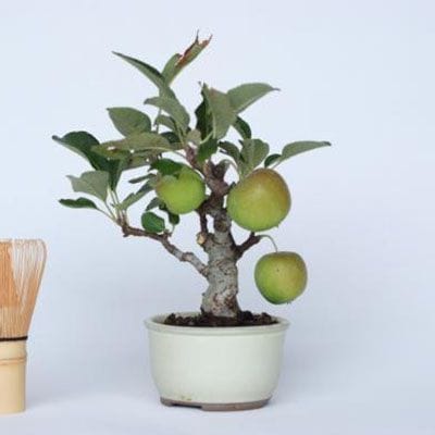 【一点物 匠の盆栽】 姫国光 No.132