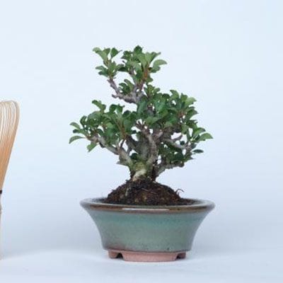 【一点物 匠の盆栽】 長寿梅 No.134