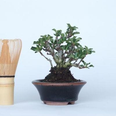 【一点物 匠の盆栽】 長寿梅 No.135