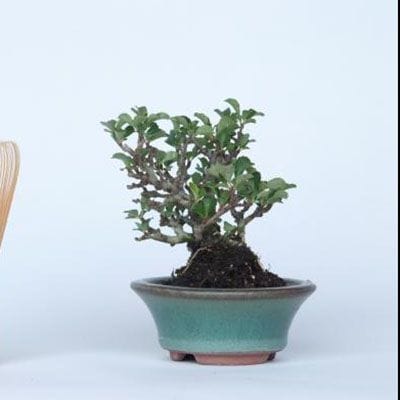 【一点物 匠の盆栽】 長寿梅 No.139