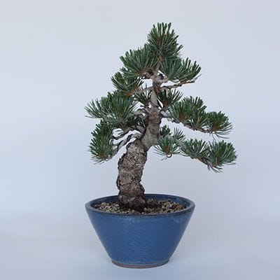 一点物 匠の盆栽】 五葉松 No.140｜盆栽妙 – 盆栽妙 本店