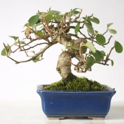岩づるウメモドキ 1点もの No.144の盆栽を販売｜教材は盆栽妙 – 盆栽妙