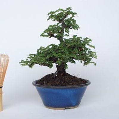 【一点物 匠の盆栽】 磯山椒 No.142