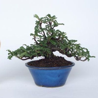 【一点物 匠の盆栽】 磯山椒 No.143