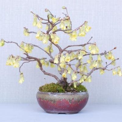 【一点物 匠の盆栽】 土佐水木 No.144