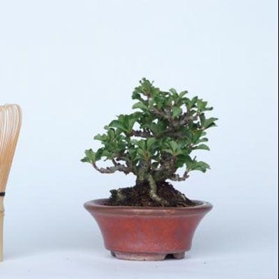 【一点物 匠の盆栽】 長寿梅 No.145