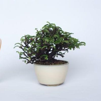 【一点物 匠の盆栽】 磯山椒 No.146
