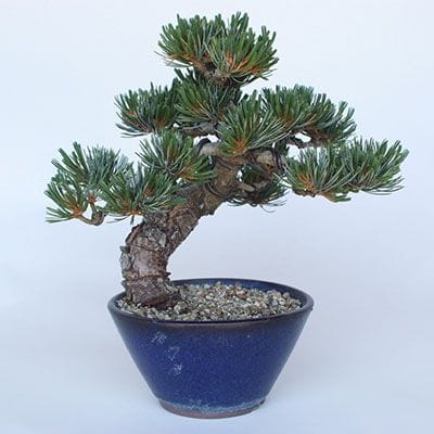 【一点物 匠の盆栽】 五葉松 宮島五葉松 No.149