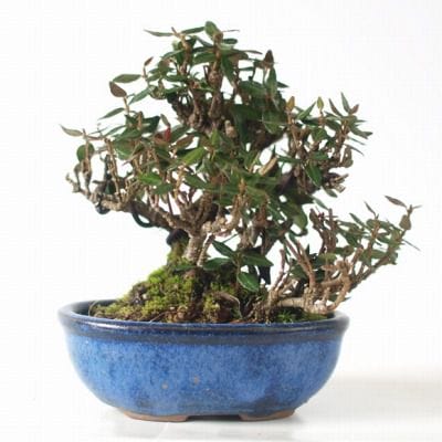 チリメンカズラ 1点もの No.145の盆栽を販売｜教材は盆栽妙