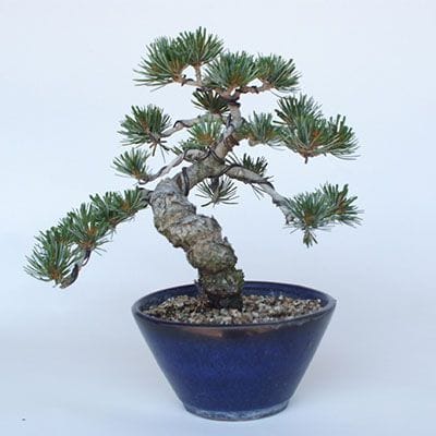【一点物 匠の盆栽】 五葉松 宮島 No.151