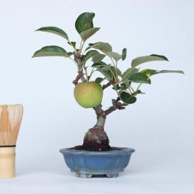 【一点物 匠の盆栽】 姫国光 No.158