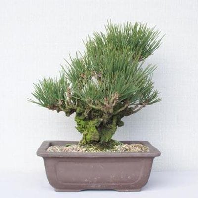 一点物 匠の盆栽】 錦松 No.162｜盆栽妙 – 盆栽妙 本店