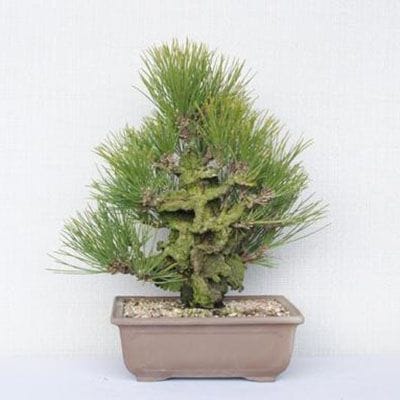 一点物 匠の盆栽】 錦松旭光 No.163｜盆栽妙 – 盆栽妙 本店