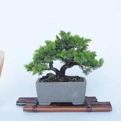 一点物 匠の盆栽】 蝦夷松 No.165｜盆栽妙 – 盆栽妙 本店