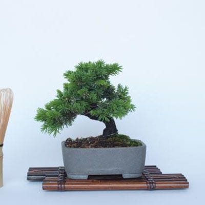 一点物 匠の盆栽】 蝦夷松 No.170｜盆栽妙 – 盆栽妙 本店