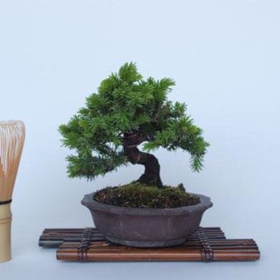黒松盆栽　中品盆栽/五葉松/赤松/杜松/蝦夷松 一点物 匠の盆栽】 蝦夷松 No.173｜盆栽妙 – 盆栽妙 本店