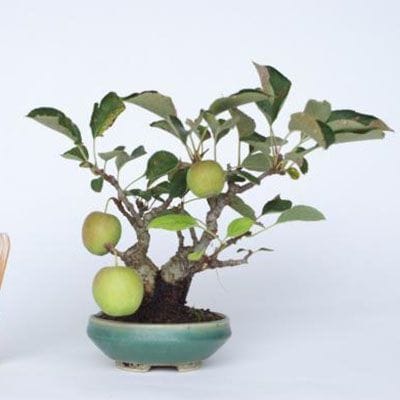 【一点物 匠の盆栽】 姫国光 No.177