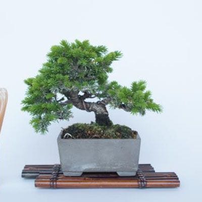 【一点物 匠の盆栽】 蝦夷松 No.179