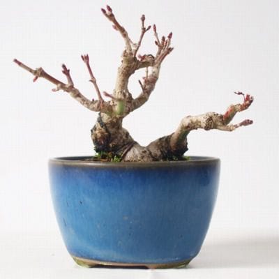 山もみじ 1点もの No.148の盆栽を販売｜教材は盆栽妙 – 盆栽妙 本店