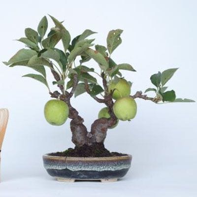 【一点物 匠の盆栽】 姫国光 No.181