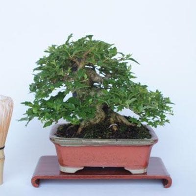 【一点物 匠の盆栽】 匂い楓 No.189