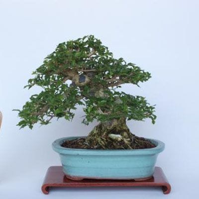 一点物 匠の盆栽】 匂い楓 No.190｜盆栽妙 – 盆栽妙 本店