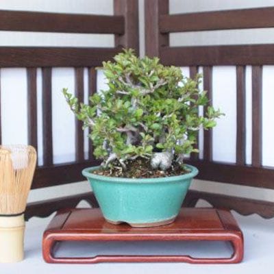【一点物 匠の盆栽】 長寿梅 No.191