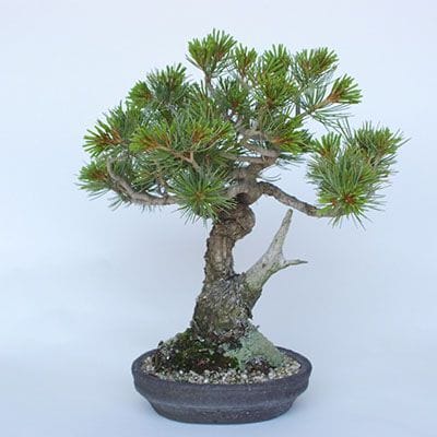 一点物 匠の盆栽】 五葉松 No.200｜盆栽妙 – 盆栽妙 本店