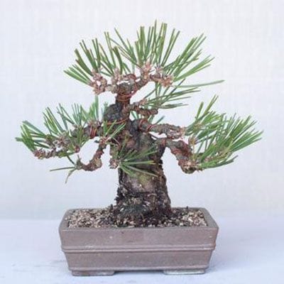 【一点物 匠の盆栽】 黒松 瑞宝 No.202