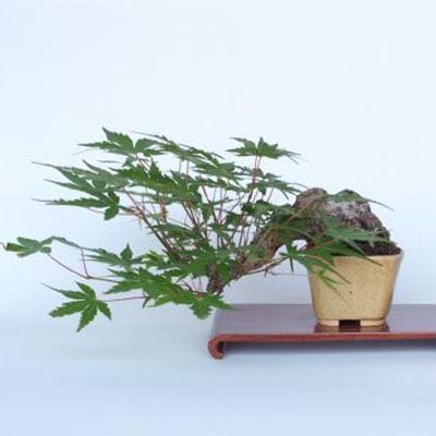 【一点物 匠の盆栽】 山もみじ No.205