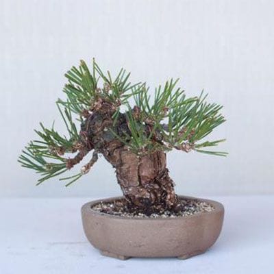 【一点物 匠の盆栽】 黒松(瑞宝) No.206